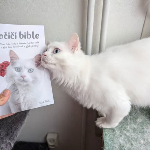 Bílá kočka očichává knihu Kočičí bible