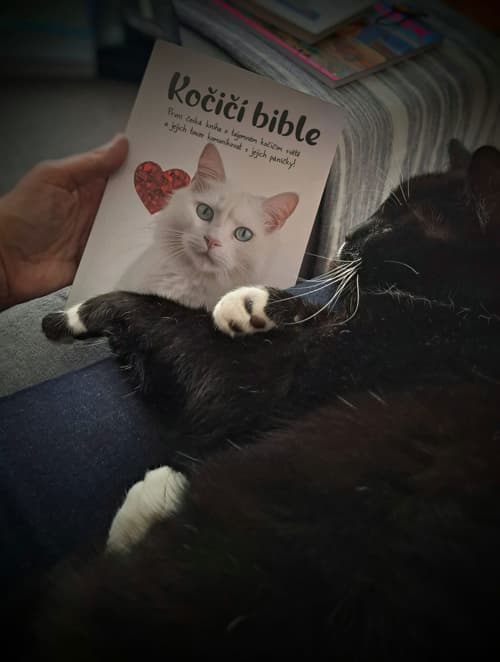 Čtenářka čte Kočičí bibli s černobílou kočkou v klíně