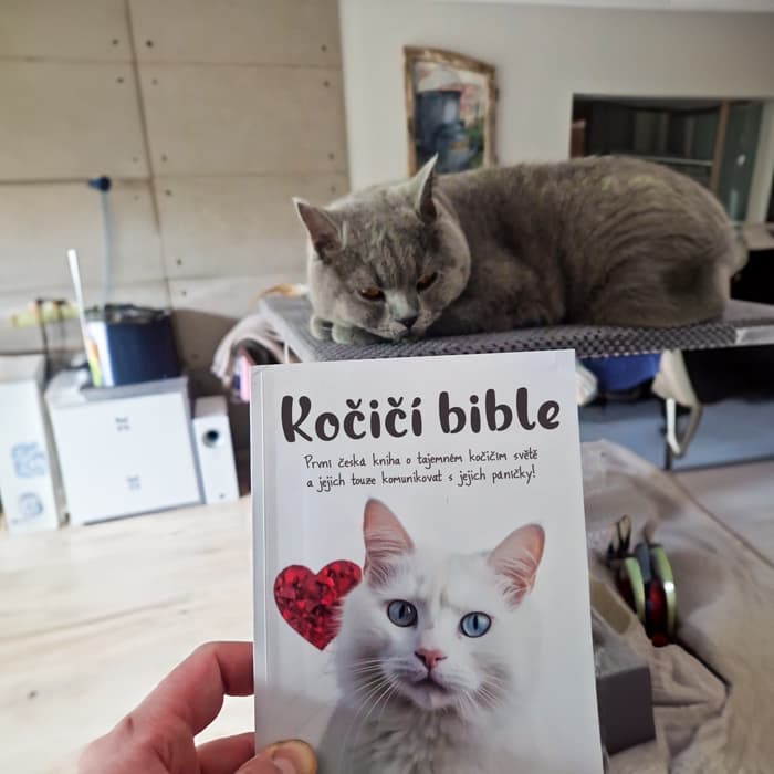 Britská modrá kočka za knihou Kočičí bible